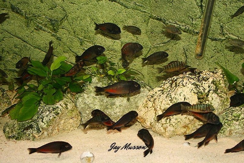 Tropheus sp. 'red' Cape Kipimbi (Kushangaza)